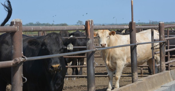 Cattle are seen on the north feedlot at the Eastern Nebraska Research, Extension and Education Center near Mead in September 2024. The University of Nebraska–Lincoln is joining a new $27.4 million global initiative to reduce methane emissions from livestock by harnessing natural variation in how animals digest food. (Deloris Pittman/ENREEC)